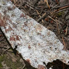 Map Fungus thumbnail 2
