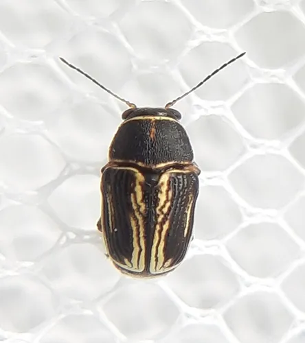 Pachybrachis nigricornis