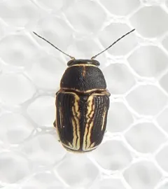 Pachybrachis nigricornis thumbnail 1