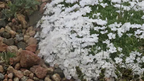 dwarf phlox