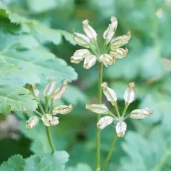 oregon goldthread thumbnail 3