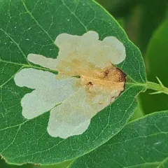 Locust Digitate Leafminer Moth thumbnail 3