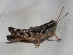 Washington Short-wing Grasshopper thumbnail 3