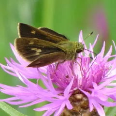 Little Glassywing thumbnail 3