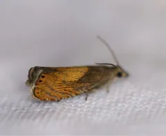 Dichrorampha bittana thumbnail 3