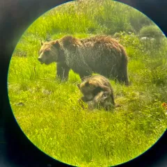 Brown Bear thumbnail 4
