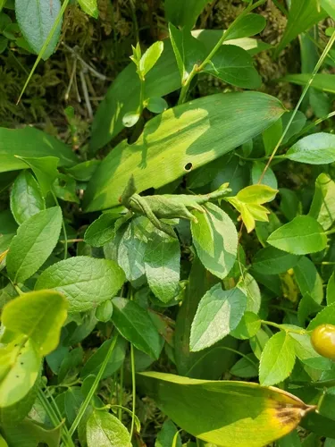 blueberry gall midge