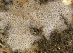 Cribrilina cryptooecium thumbnail 2