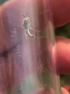Calliopsis nebraskensis thumbnail 2