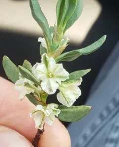 Shasta knotweed thumbnail 4