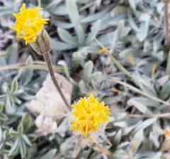 silky raillardella thumbnail 3