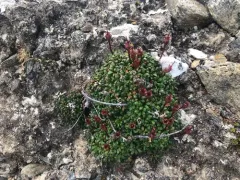 Alaskan pincushion plant thumbnail 3