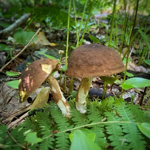 spotted bolete