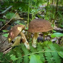 spotted bolete thumbnail 1