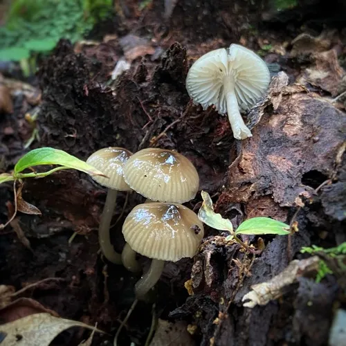 Slimy Waxcap
