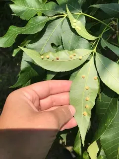 Caryomyia hirtidolium thumbnail 2