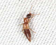 Lithocharis nigriceps thumbnail 2
