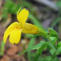 Coastal Monkeyflower thumbnail 4