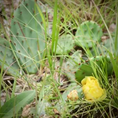 Eastern Pricklypear thumbnail 3