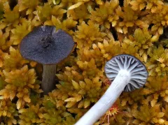 Cuphophyllus cinerellus thumbnail 2