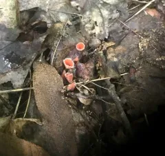 Pink Fringed Faery Cup thumbnail 4