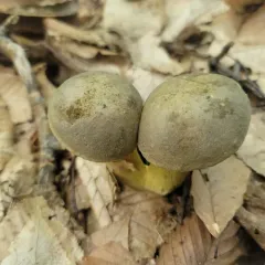 Ornate-stalked bolete thumbnail 3