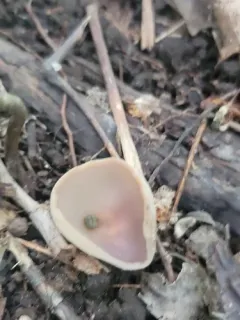 Pachyella celtica thumbnail 2