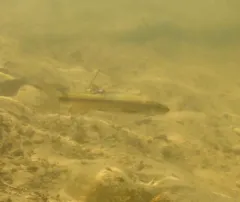 Umpqua Pikeminnow thumbnail 4