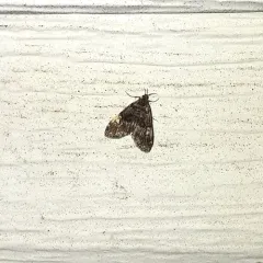 Black Duckweed Moth thumbnail 4
