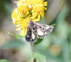 Alticola Looper Moth thumbnail 1