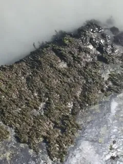 Streamside Schistidium Moss thumbnail 3