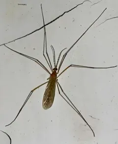 Atarba picticornis thumbnail 4