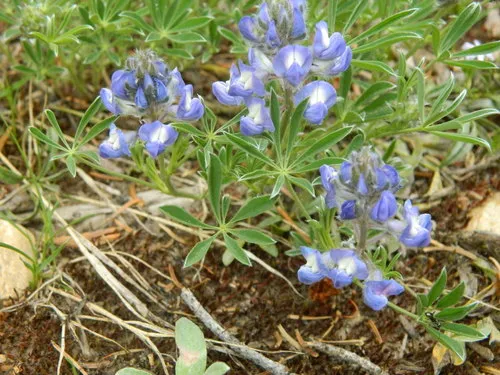 Depressed Lupine
