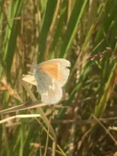 Large Heath thumbnail 3