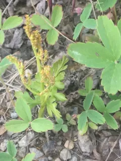Alaska moonwort thumbnail 1