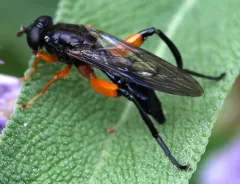 Orange-hipped Leafwalker thumbnail 3