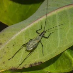 Black-horned Tree Cricket thumbnail 2