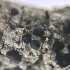 Mycoblastus sanguinarioides thumbnail 2