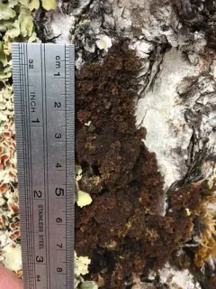 Leptogium laceroides thumbnail 2