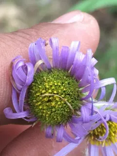 Yukon Fleabane thumbnail 1