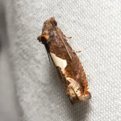 Bidens Borer Moth thumbnail 4