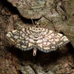 Bog Lygropia Moth thumbnail 4