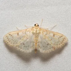Herpetogramma aquilonalis thumbnail 2