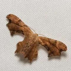 Brown Scoopwing thumbnail 2