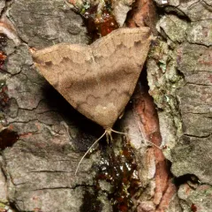 Dark Phalaenostola Moth thumbnail 2