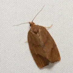 Hickory Leafroller Moth thumbnail 2