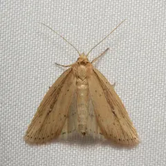 Narrow-winged Borer Moth thumbnail 2