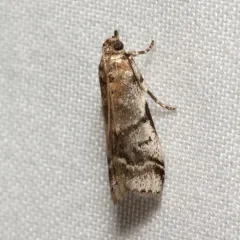 Leaf Crumpler Moth thumbnail 1