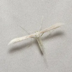 Plain Plume Moth thumbnail 2