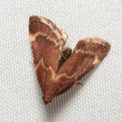 Red-shawled Moth thumbnail 3